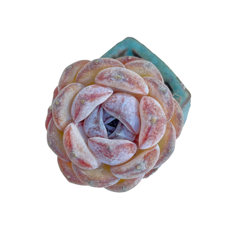 Echeveria Dark Opal