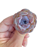 SPECIAL! JUST CART!! Echeveria Dark Opal