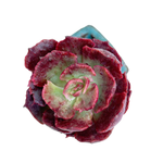 Echeveria Opinio