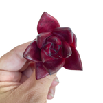 Echeveria Agavoides Luming