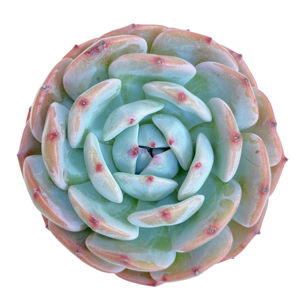 Echeveria Horizon