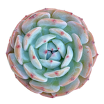 Echeveria Horizon