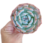 Echeveria Horizon