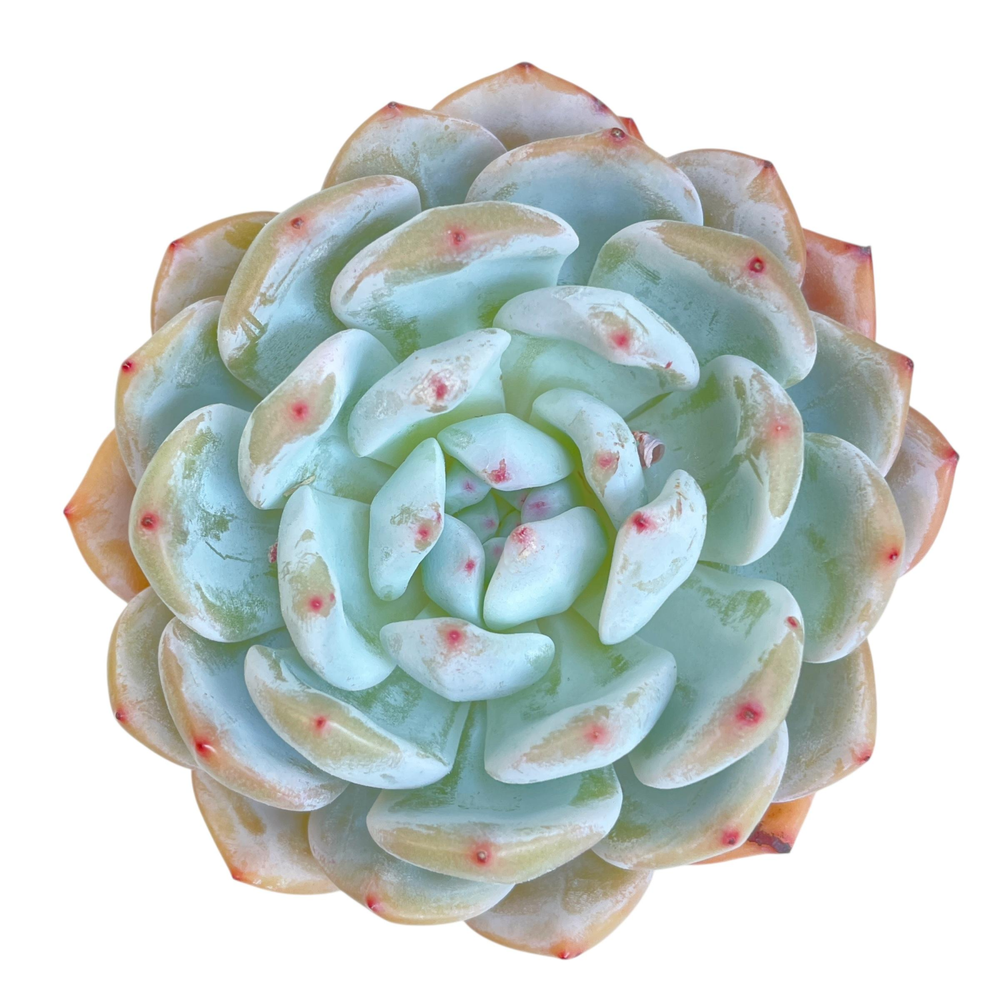 Echeveria Orange Monroe