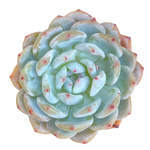 Echeveria Orange Monroe
