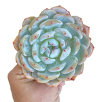 Echeveria Orange Monroe