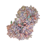 Graptoveria Debbie Cristata