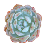 Echeveria Orange Monroe
