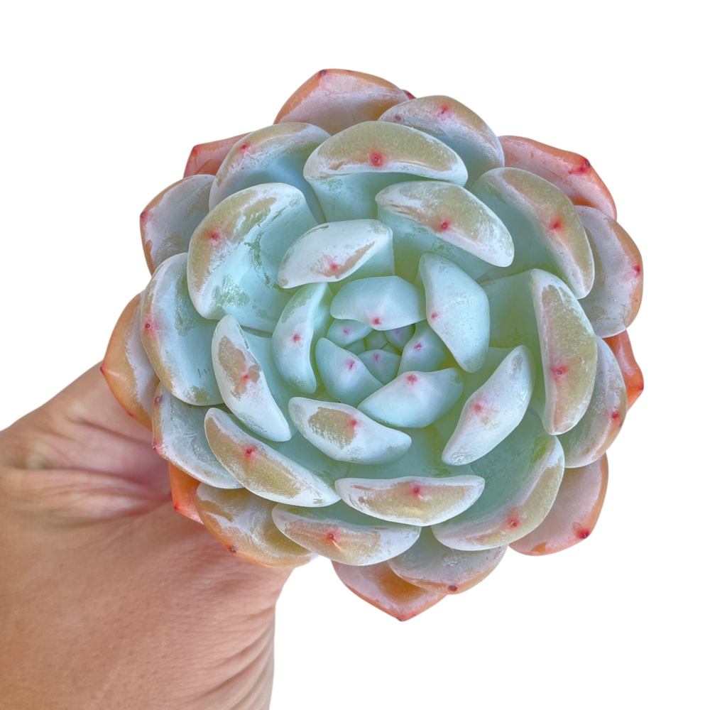 Echeveria Orange Monroe