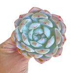 Echeveria Orange Monroe