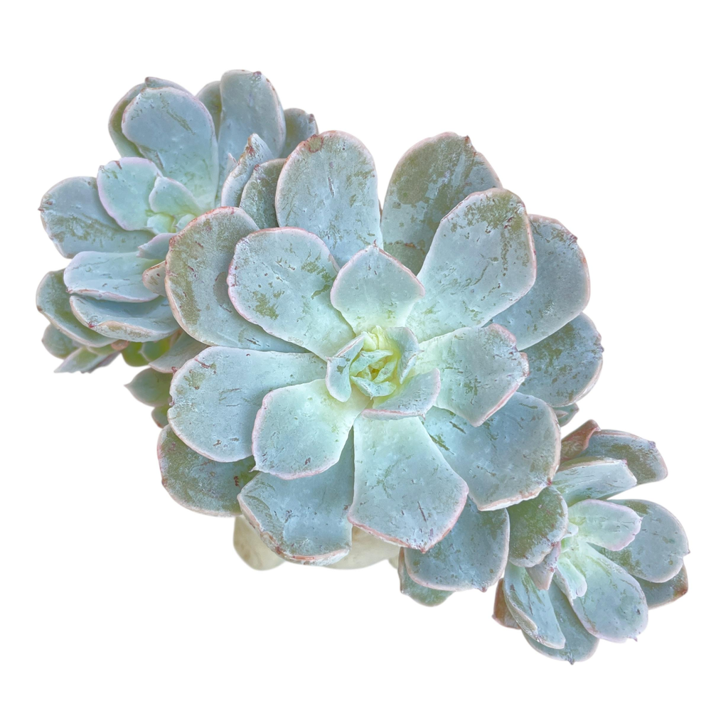 Echeveria Dr. Butterfield