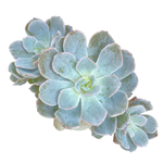 Echeveria Dr. Butterfield