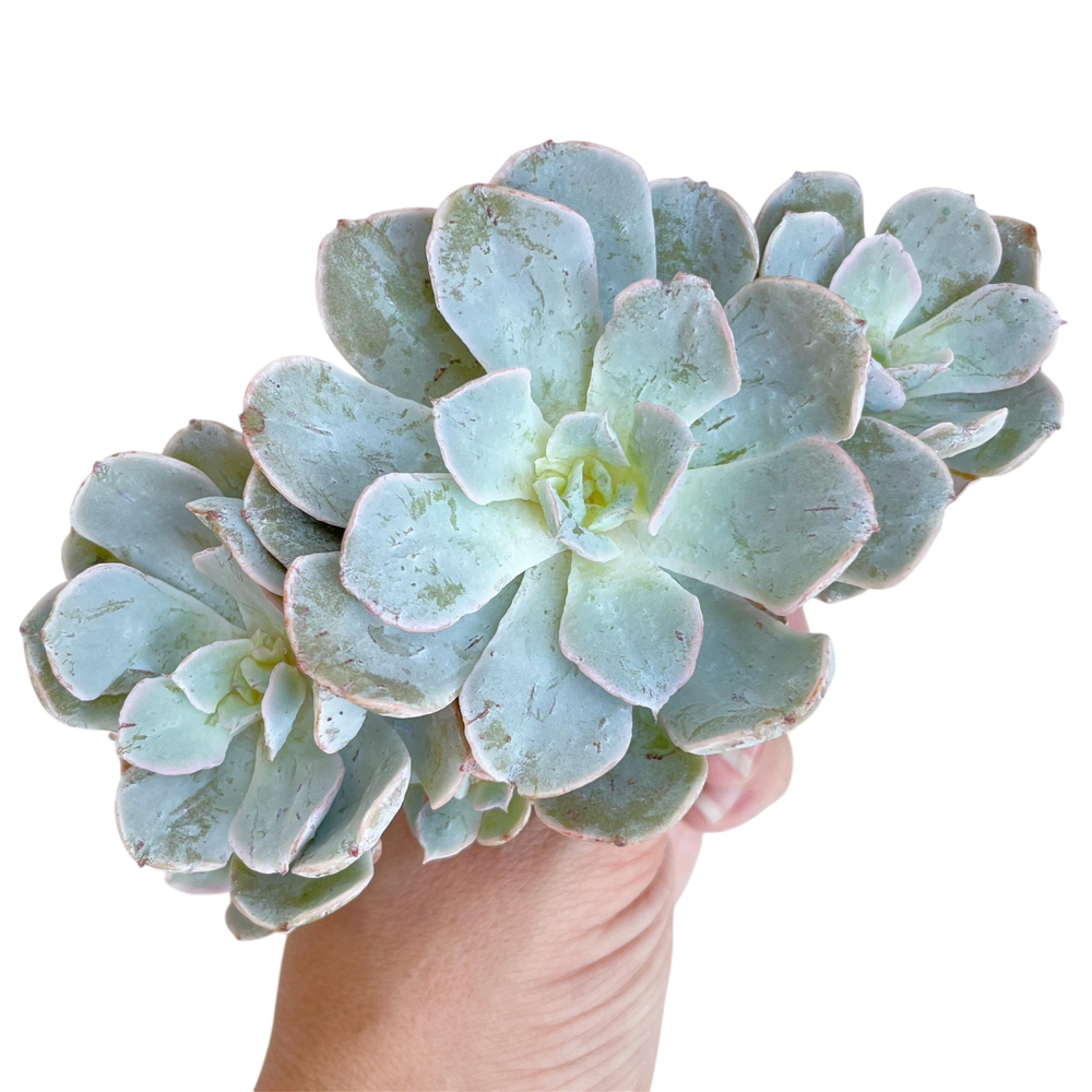Echeveria Dr. Butterfield