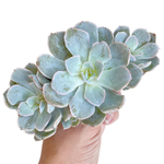 Echeveria Dr. Butterfield
