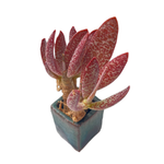 Adromischus Marianae var. Antidorcatum (Long Leaf Form)