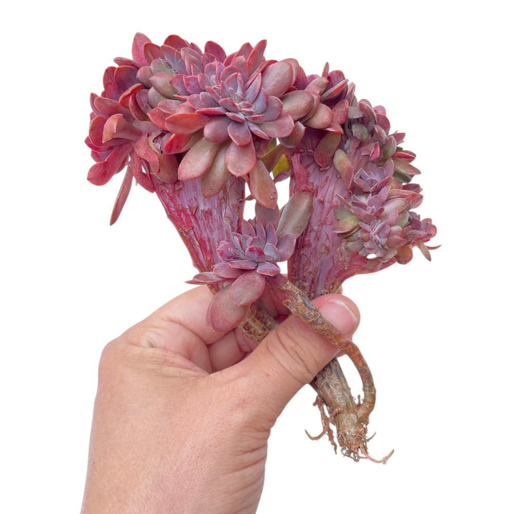 Echeveria Hanaikada Cristata