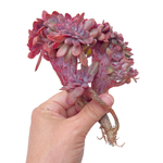 Echeveria Hanaikada Cristata