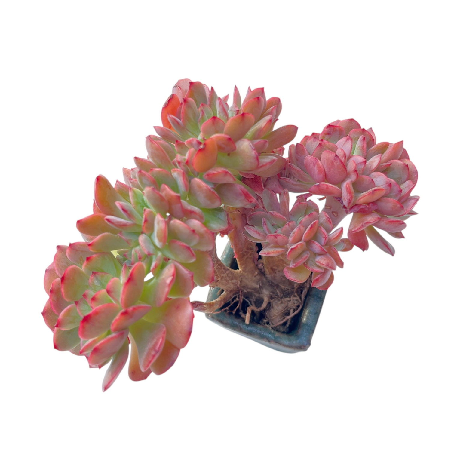 briar rose succulent LAST CHANCE! Echeveria Briar Rose, Cristata – Cedar Creek Farmhouse