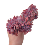 Echeveria Hanaikada Cristata