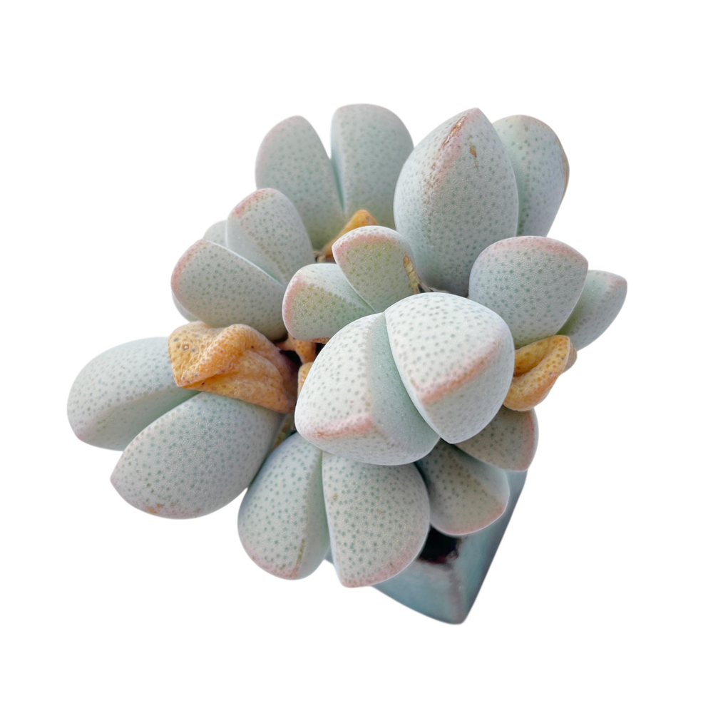 Dinteranthus Microspermus ssp. Puberulus, Old Cluster
