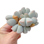 Dinteranthus Microspermus ssp. Puberulus, Old Cluster