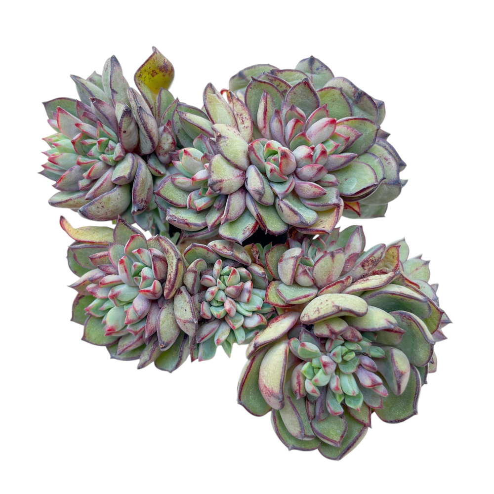 Echeveria Gucci, Possibly Cresting