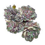Echeveria Gucci, Possibly Cresting
