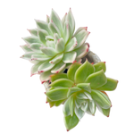 Echeveria Navillera, Variegata (Not Perfect)