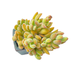 Crassula Ausensis v Titanopsis