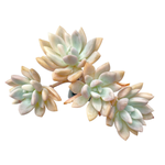 Graptoveria Opalina, Lightly Variegated Large Cluster