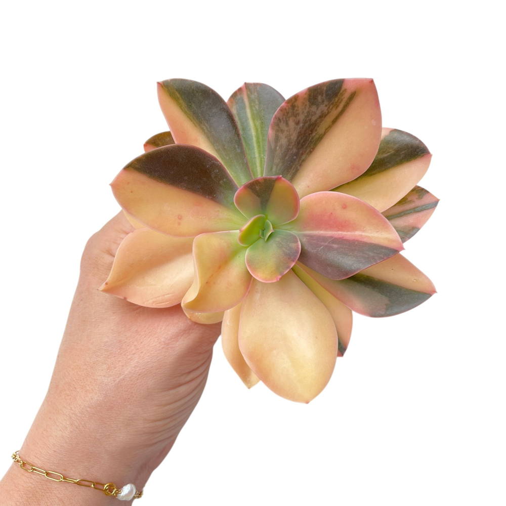 Echeveria Hanaikada