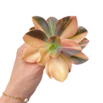Echeveria Hanaikada