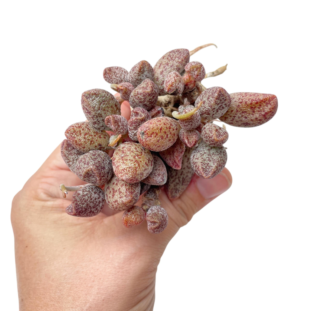 Adromischus Coffee Beans, Cluster