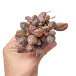 Adromischus Coffee Beans, Cluster