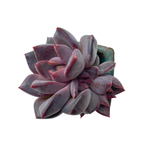 Echeveria Purple Sea Urchin