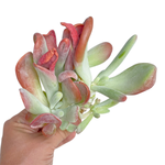 Kalanchoe Hobbit