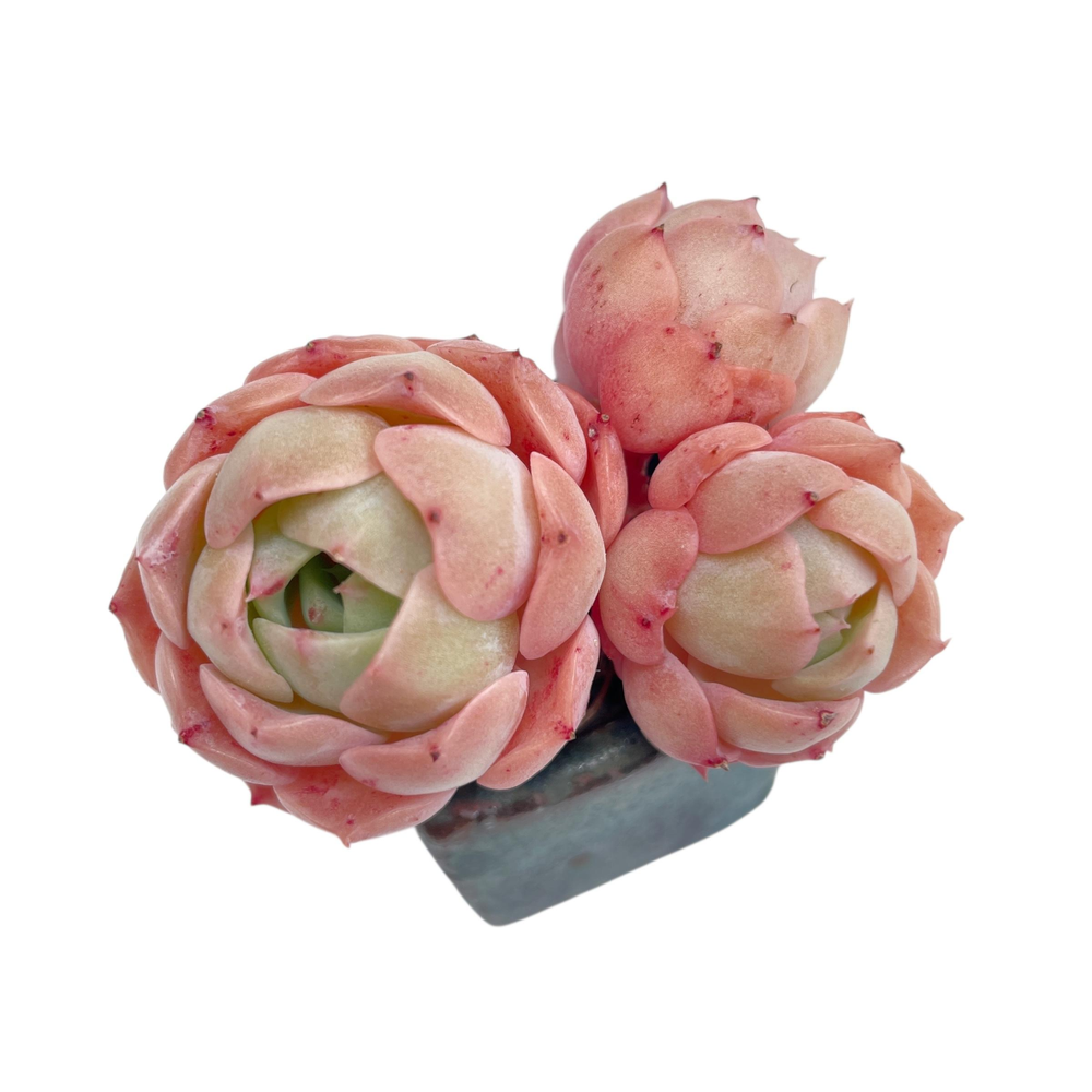Echeveria Gold Light