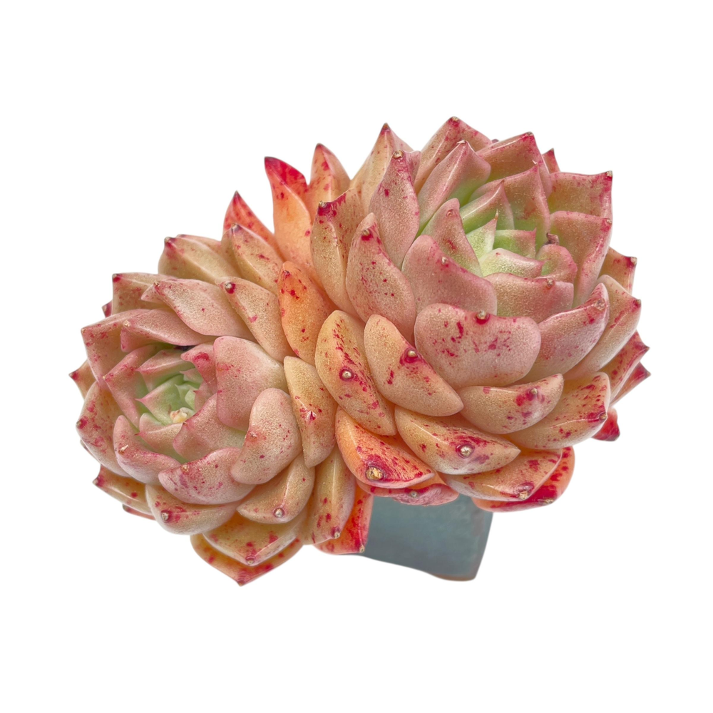 Echeveria Hwanhee Hybrid