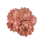 Echeveria Pink Stella