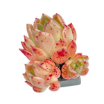 Echeveria Elizabeth