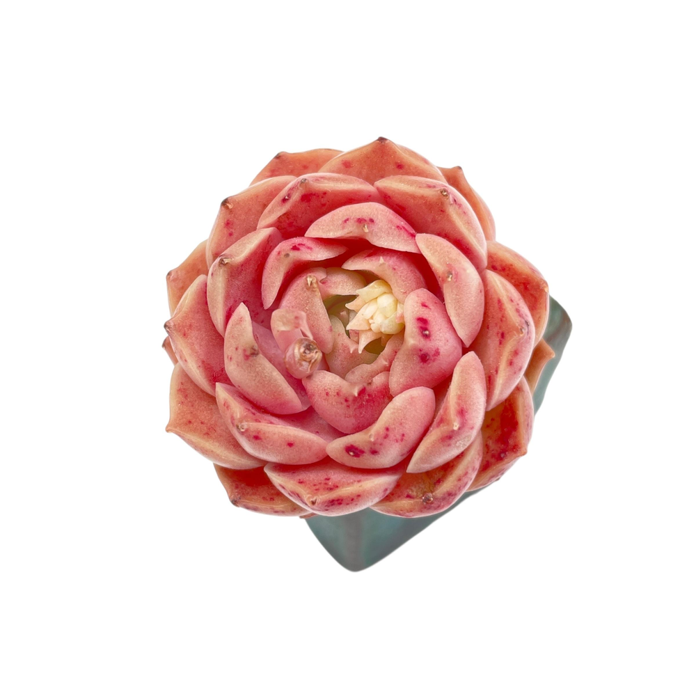 Echeveria Mohican