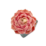 Echeveria Mohican