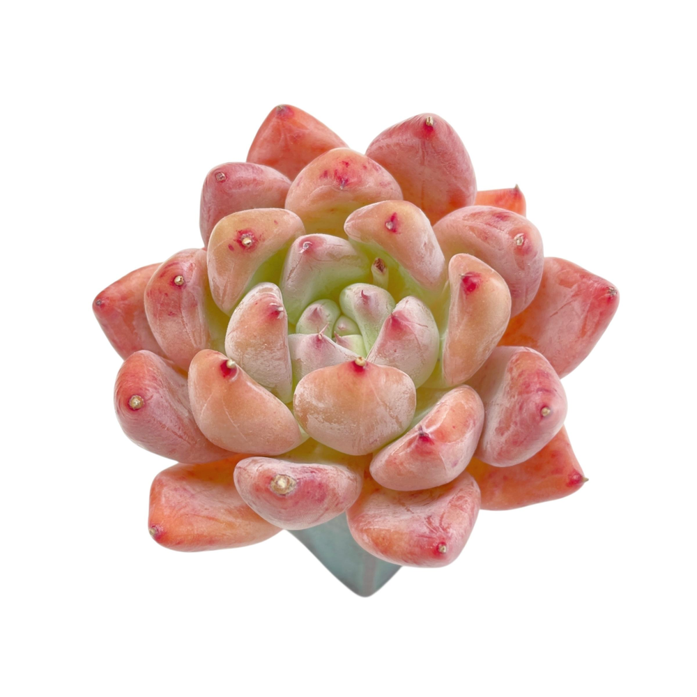 Echeveria Pena