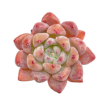 Echeveria Pena