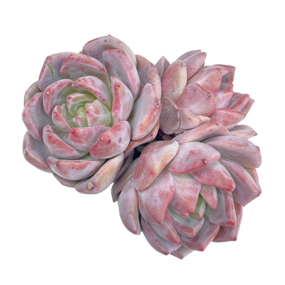 Echeveria Loveline (Not Perfect)