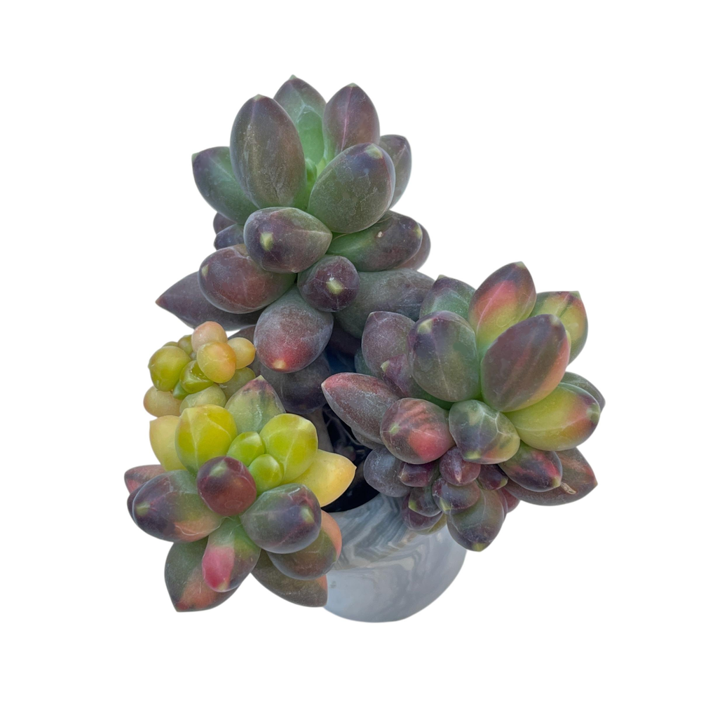 Pachyphytum Compactum, Variegata