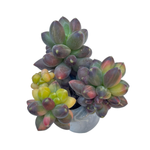 Pachyphytum Compactum, Variegata
