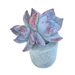 Echeveria Black Sabbath, Small Double