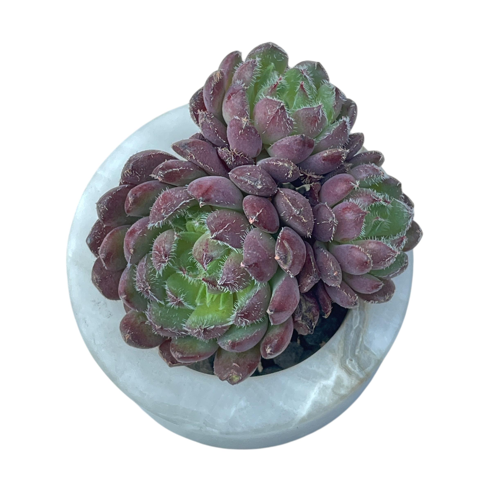 Echeveria Scorpio