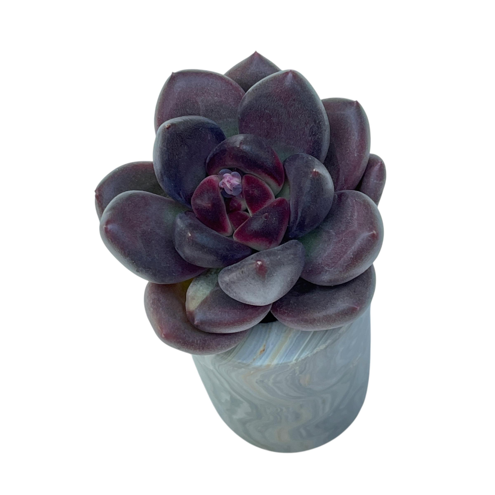 Echeveria Mirabelle